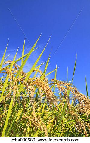 Rice ears and blue sky View Large Photo Image Stock Image - Rice ears and blue sky. Fotosearch