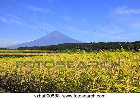 Rice ears and Mount Fuji View Large Photo Image Stock Photo - Rice ears and Mount Fuji. Fotosearch