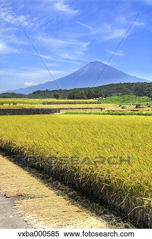 Rice ears and Mount Fuji View Large Photo Image Stock Photography - Rice ears and Mount Fuji. Fotosearch