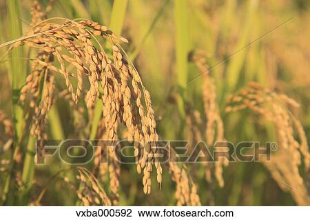 Rice ears View Large Photo Image Stock Image - Rice ears. Fotosearch