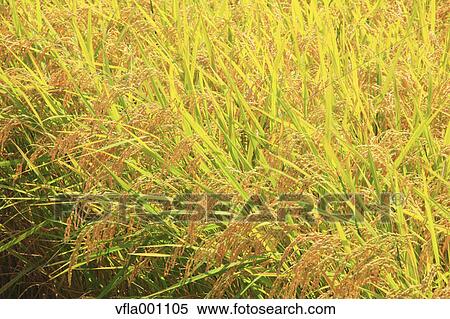 Rice ears View Large Photo Image Stock Photography - Rice ears. Fotosearch