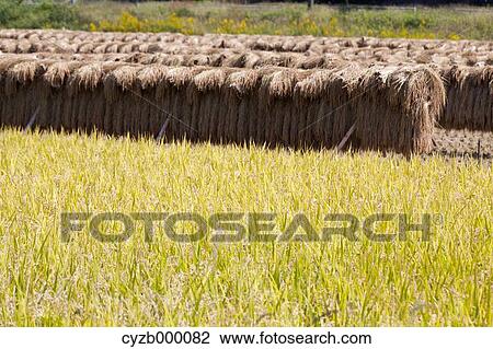 Stock Image - Rice harvest. Fotosearch