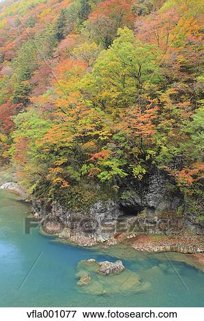 Stock Photo - River in Dakigaeri Valley, Akita Prefecture. Fotosearch