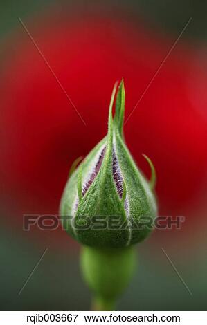 Rose bud View Large Photo Image Stock Photo - Rose bud. Fotosearch