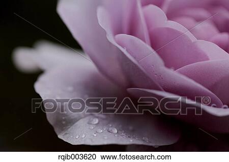 Rose View Large Photo Image Stock Image - Rose. Fotosearch