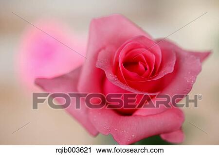 Rose View Large Photo Image Stock Image - Rose. Fotosearch
