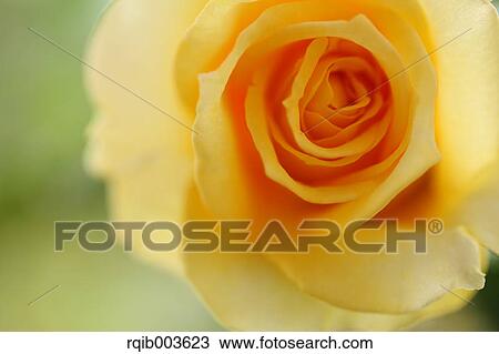 Stock Image - Rose. Fotosearch