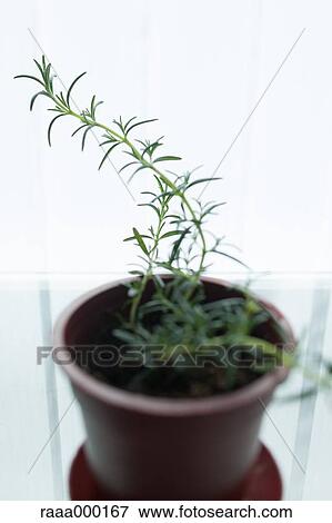Rosemary View Large Photo Image Stock Photo - Rosemary. Fotosearch