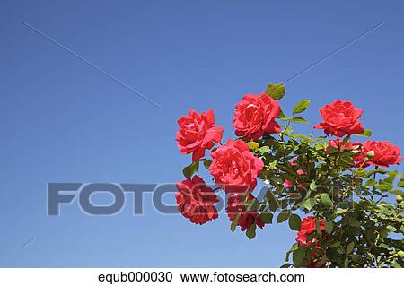 Stock Image - Roses and blue sky. Fotosearch