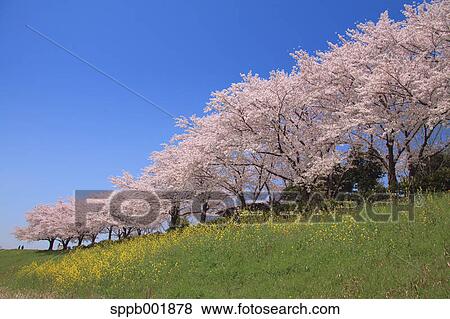 Stock Photo - Row of cherry blossom trees. Fotosearch