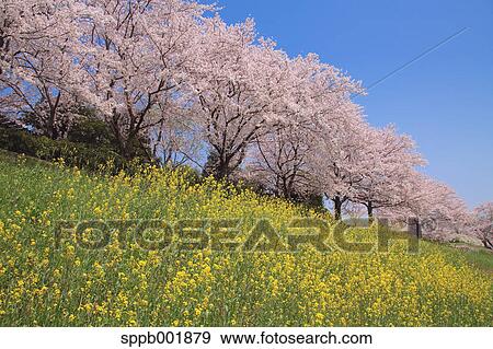Stock Photo - Row of cherry blossom trees. Fotosearch