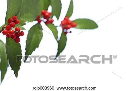 Stock Image - Sarcandra Glabra. Fotosearch