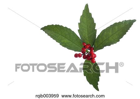 Sarcandra Glabra View Large Photo Image Stock Photo - Sarcandra Glabra. Fotosearch
