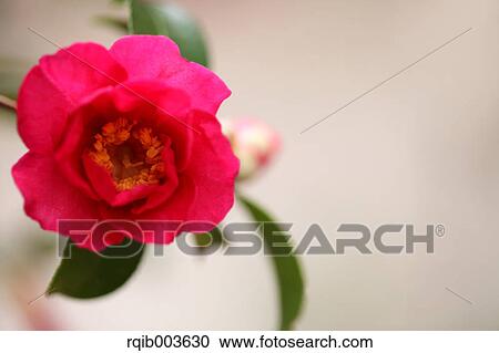 Sasanqua View Large Photo Image Stock Image - Sasanqua. Fotosearch