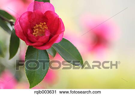 Sasanqua View Large Photo Image Stock Image - Sasanqua. Fotosearch