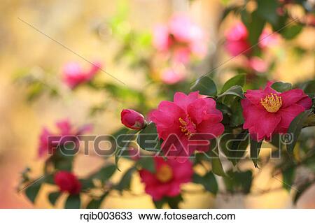 Stock Image - Sasanqua. Fotosearch