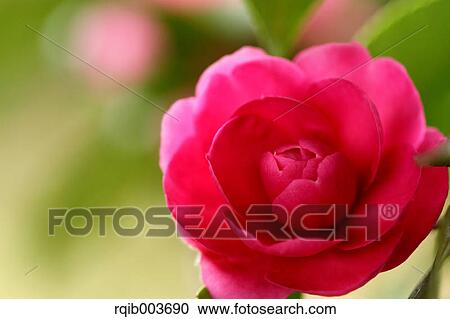 Sasanqua View Large Photo Image Stock Image - Sasanqua. Fotosearch