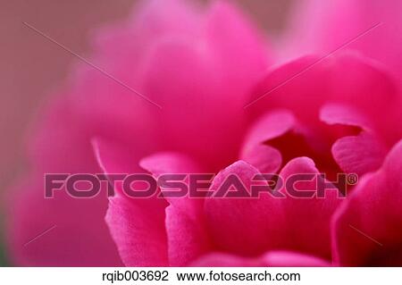 Stock Image - Sasanqua. Fotosearch