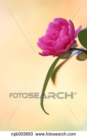 Sasanqua View Large Photo Image Stock Image - Sasanqua. Fotosearch
