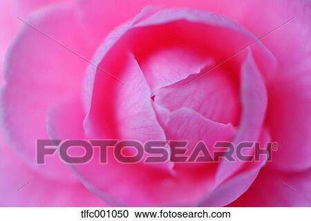 Sasanqua View Large Photo Image Stock Image - Sasanqua. Fotosearch