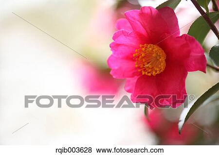 Stock Photo - Sasanqua. Fotosearch