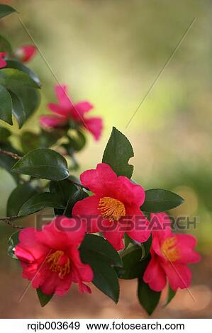 Stock Photo - Sasanqua. Fotosearch