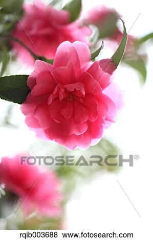 Stock Photo - Sasanqua. Fotosearch