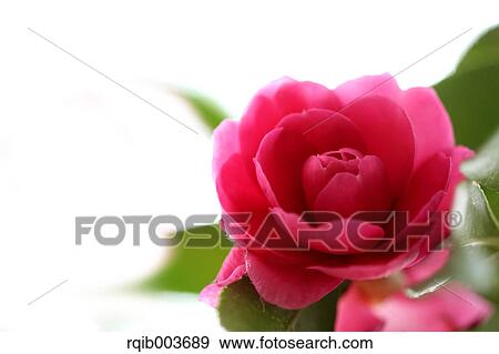 Stock Photo - Sasanqua. Fotosearch