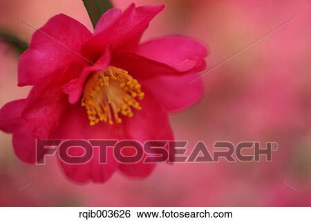 Stock Photograph - Sasanqua. Fotosearch