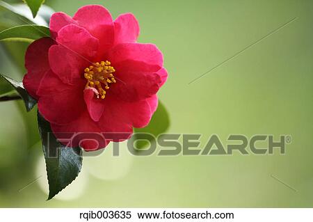 Sasanqua View Large Photo Image Stock Photography - Sasanqua. Fotosearch
