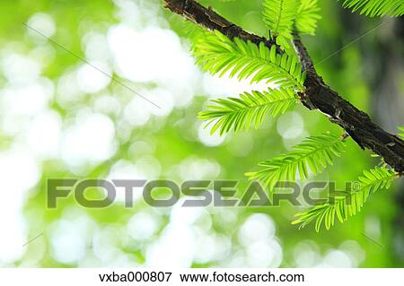 Sequoia leaves View Large Photo Image Stock Photo - Sequoia leaves. Fotosearch