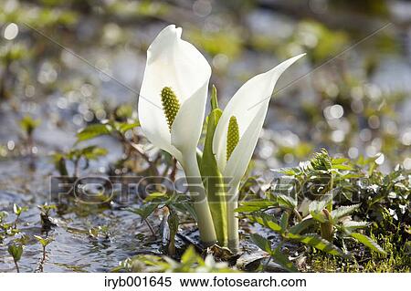 Skunk cabbage flowers View Large Photo Image Stock Photography - Skunk cabbage flowers. Fotosearch