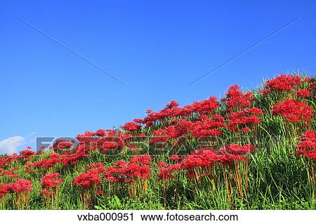 Stock Image - Spider lily flowers and blue sky. Fotosearch