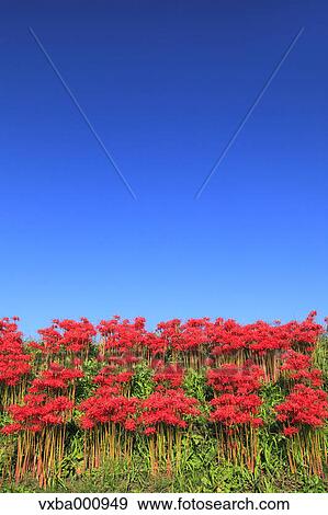 Stock Photo - Spider lily flowers and blue sky. Fotosearch