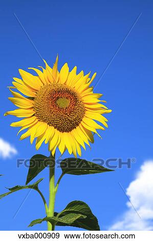 Stock Photo - Sunflower and blue sky. Fotosearch