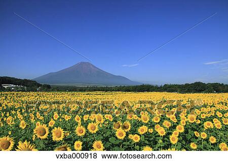 Sunflower field and Mount Fuji View Large Photo Image Stock Photo - Sunflower field and Mount Fuji. Fotosearch