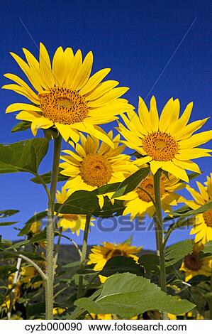 Sunflowers and blue sky View Large Photo Image Stock Image - Sunflowers and blue sky. Fotosearch