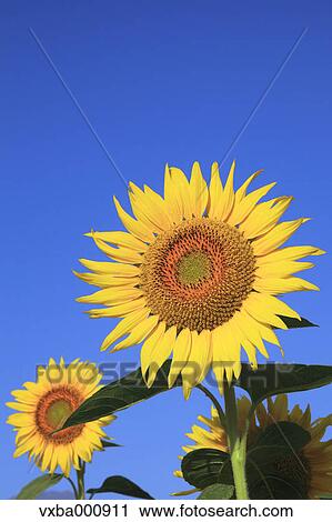 Sunflowers and blue sky View Large Photo Image Stock Image - Sunflowers and blue sky. Fotosearch