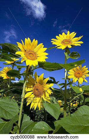 Sunflowers and blue sky View Large Photo Image Stock Photo - Sunflowers and blue sky. Fotosearch