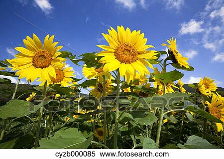Stock Photography - Sunflowers and blue sky. Fotosearch