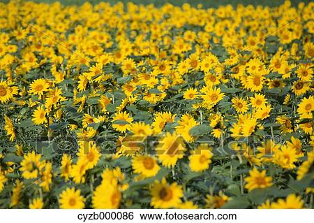 Sunflowers View Large Photo Image Stock Photograph - Sunflowers. Fotosearch