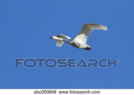 Swan flying and blue sky View Large Photo Image Stock Photo - Swan flying and blue sky. Fotosearch