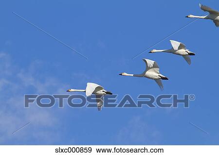 Swans flying and blue sky View Large Photo Image Stock Photo - Swans flying and blue sky. Fotosearch