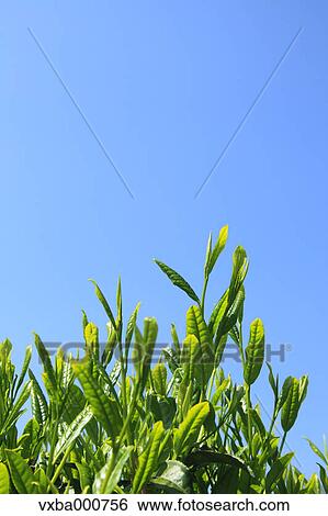 Stock Photograph - Tea leaves and blue sky. Fotosearch