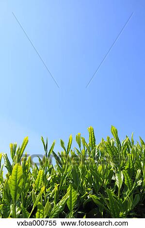 Tea leaves and blue sky View Large Photo Image Stock Photography - Tea leaves and blue sky. Fotosearch