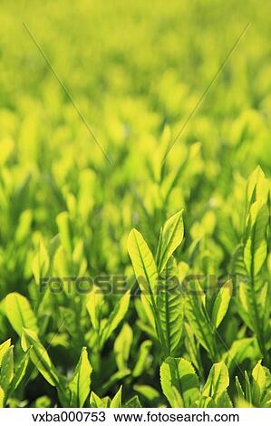 Tea leaves View Large Photo Image Stock Image - Tea leaves. Fotosearch