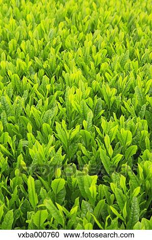 Tea leaves View Large Photo Image Stock Image - Tea leaves. Fotosearch