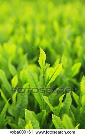 Tea leaves View Large Photo Image Stock Image - Tea leaves. Fotosearch