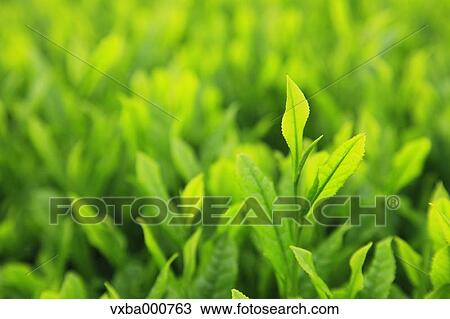 Tea leaves View Large Photo Image Stock Image - Tea leaves. Fotosearch