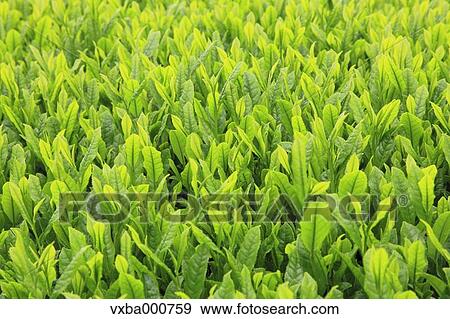 Tea leaves View Large Photo Image Stock Photo - Tea leaves. Fotosearch